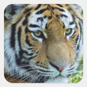 Calcomanía de Tigre Siberiano, Tigre de Amur