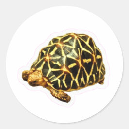 Calcomanía de Tortuga Estrella India Majestuosa - 