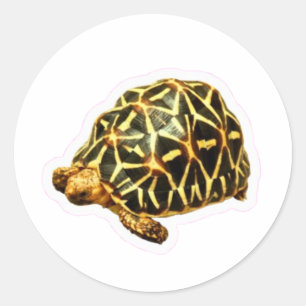 Calcomanía de Tortuga Estrella India Majestuosa -