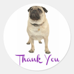 Calcomanía / Etiqueta de agradecimiento Pug Cachor