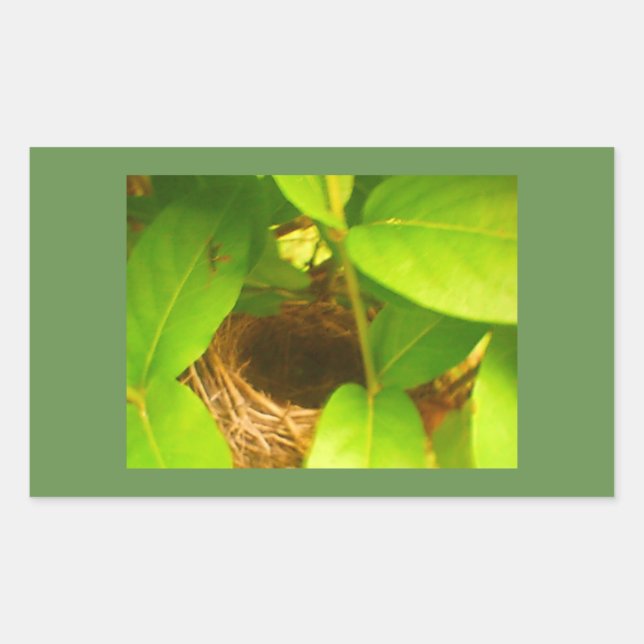 Calcomanía rectangular del nido de colibrí (Anverso)
