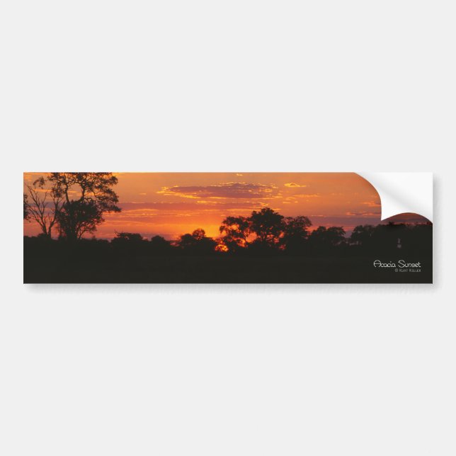 Calcomanías para parachoques de Acacia Sunset (Frente)