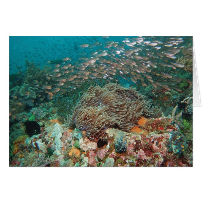 Caleidoscopio (Anverso (Horizontal))