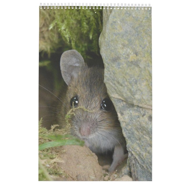 Calendario (Reverso)