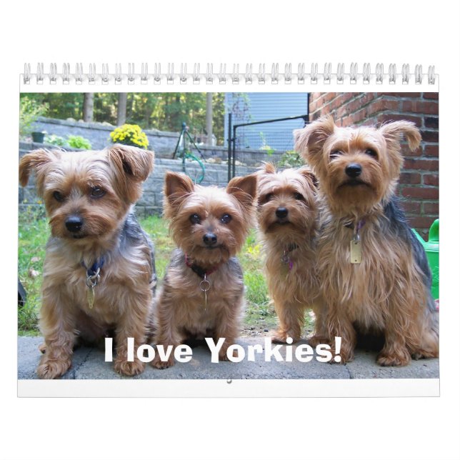 Calendario ¡100_5963, amo Yorkies! (Tapa)