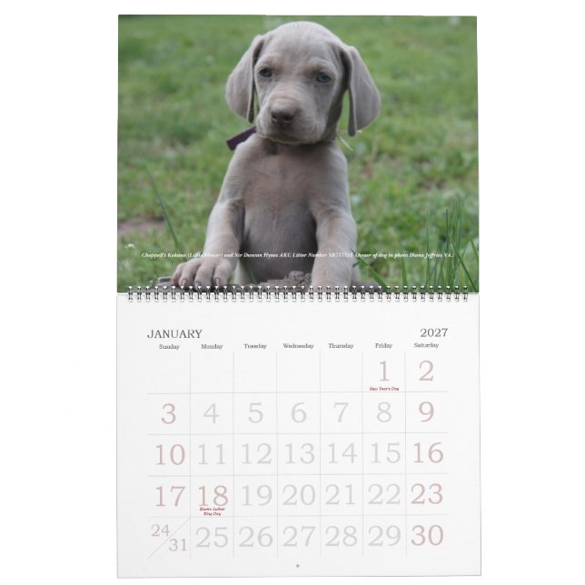 Calendario 1 de Weimaraner (Jan 2027)