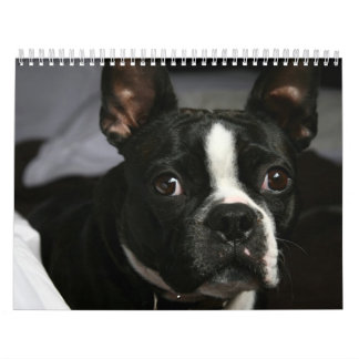 Calendario 2009 de Boston Terrier