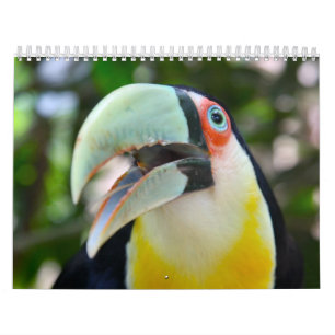 Calendario 2010 calendario, pájaros del Brasil