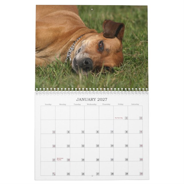 Calendario 2011 de Rhodesian Ridgeback (Jan 2027)
