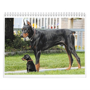 Calendario 2012 del Doberman