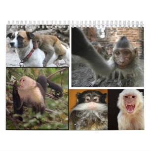 Calendario 2013 del mono