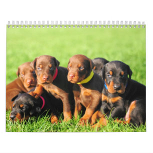 Calendario 2013 del perrito del Doberman
