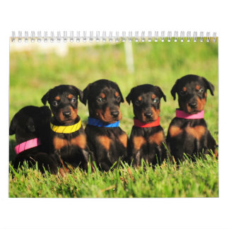Calendario 2013 del perrito del Doberman
