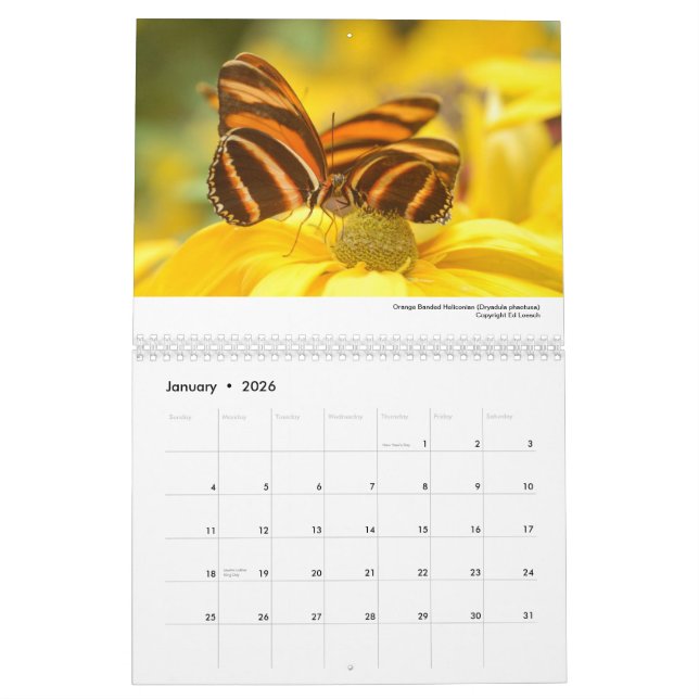 Calendario 2013 - mariposas y polillas (Jan 2026)