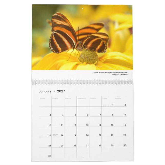 Calendario 2013 - mariposas y polillas (Jan 2027)