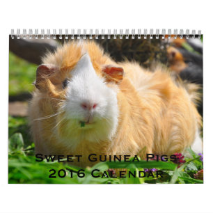 Calendario 2016 de los cerdos de Guinea dulce
