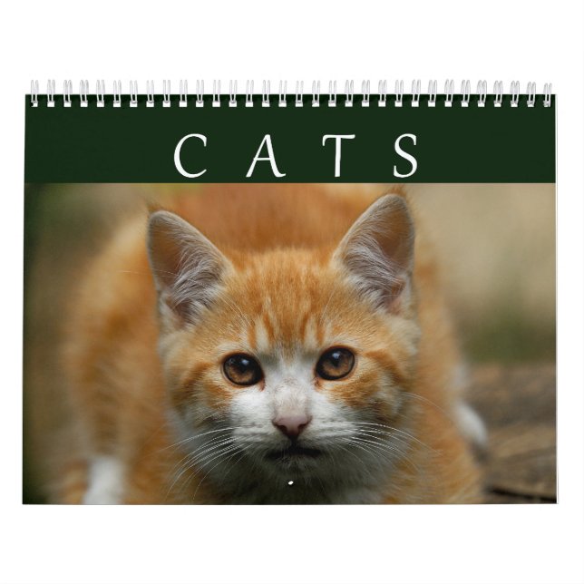 Calendario 2016 del gato (Tapa)