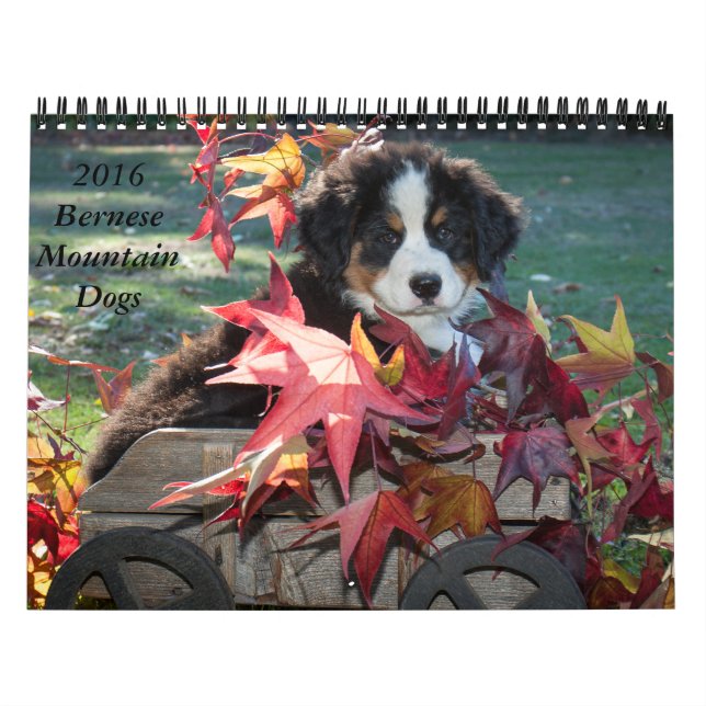 Calendario 2016 del perro de montaña de Bernese (Tapa)
