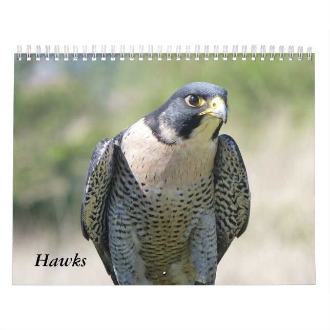 Calendario 2021 12 meses, Halcones (Tapa)