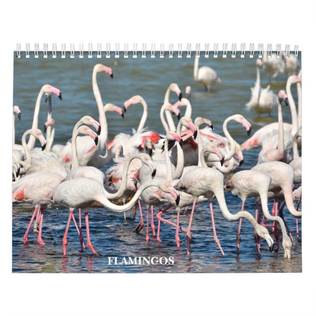 Calendario 2023 Flamingos (Tapa)