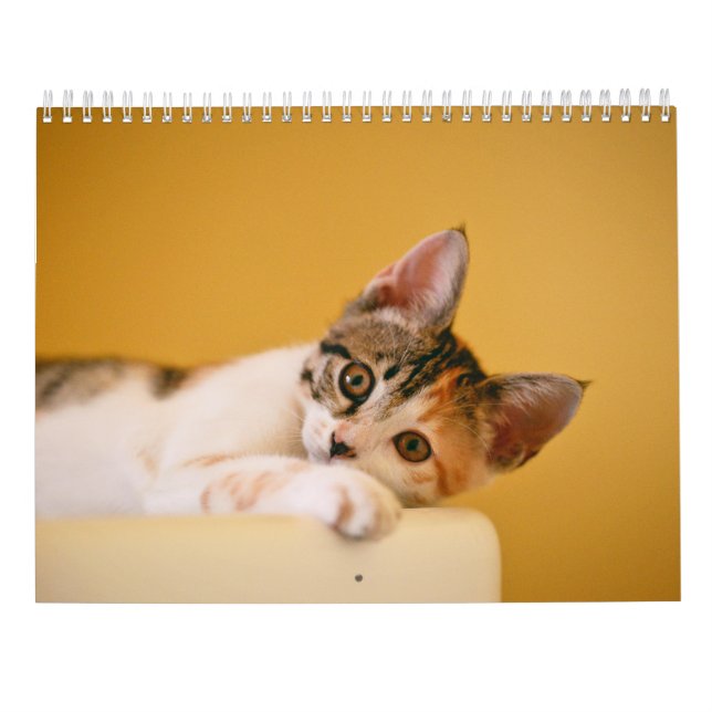 Calendario 2025 Paws and Whiskers (Reverso)