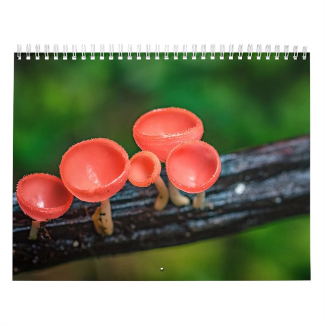 Calendario 2026 Enchanted Mushroom Photo (Tapa)