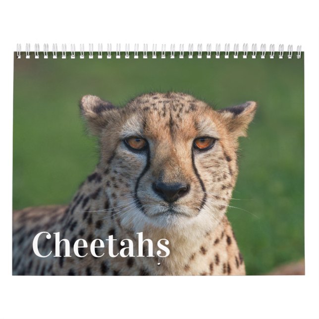 Calendario 2026 Rápido y bello: Colección de chitas (Tapa)