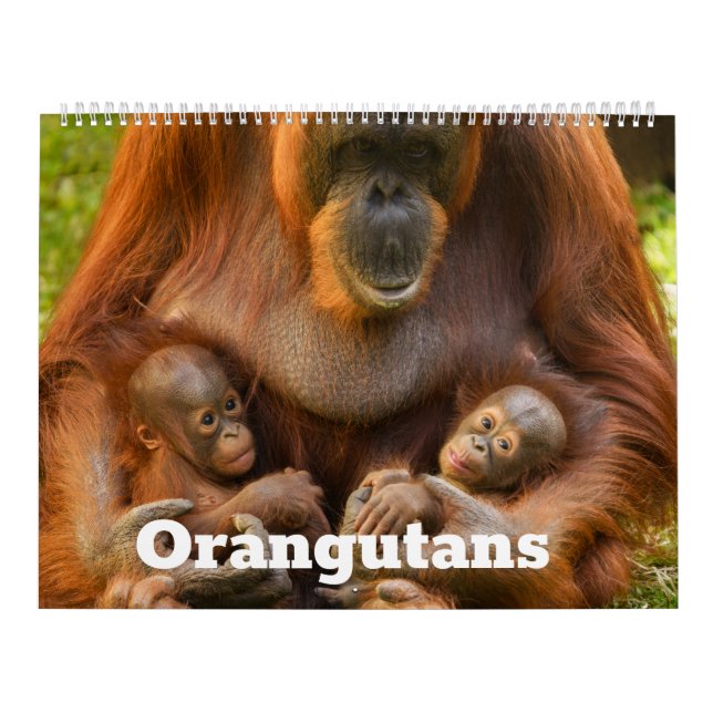 Calendario 2026 Tesoros de Orangutan: Un año de Gigantes Gent (Tapa)