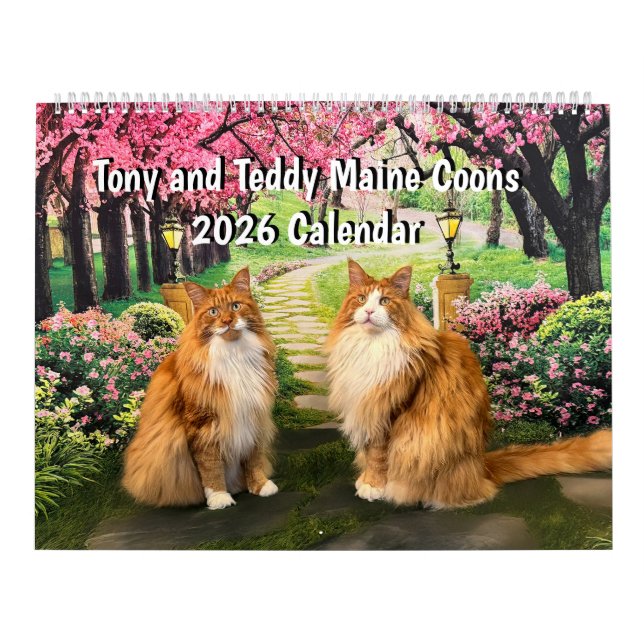 Calendario 2026 Tony and Teddy Maine Coons Calendar (Tapa)