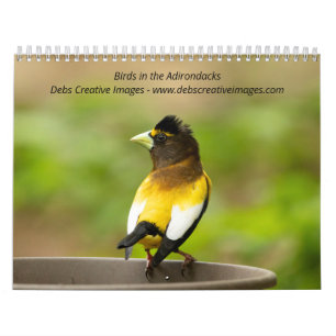 Calendario 2027 Aves de los Adirondacks Aves Cantoras