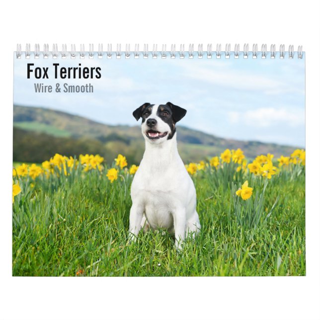 Calendario 2027 de Fox Terriers Wire y Smooth (Tapa)