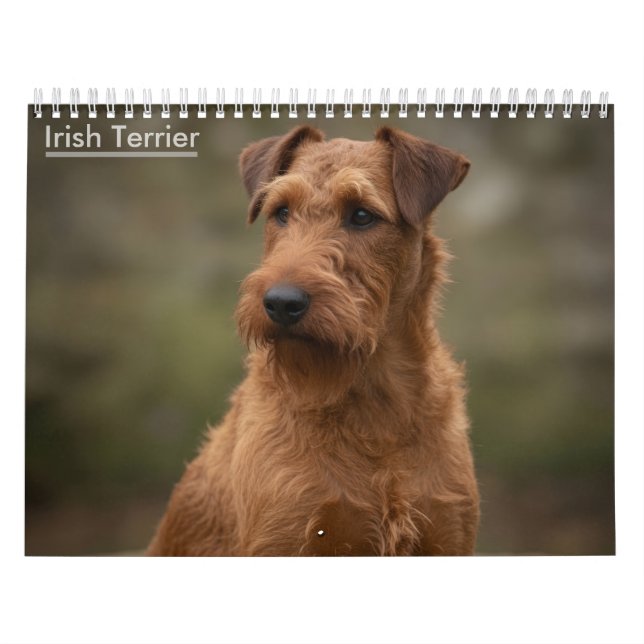 Calendario 2027 de Terriers Irlandeses (Tapa)
