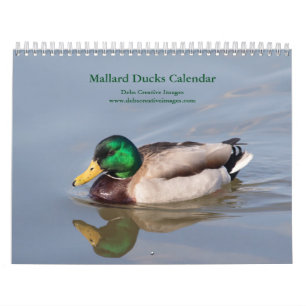 Calendario 2027 Patos Reales   Fotografía de Vida Silvestre