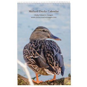 Calendario 2027 Patos Silbones de Nueva York   Vida Silvestre