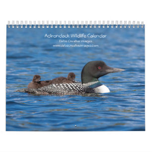 Calendario 2027 Vida Silvestre de las Montañas Adirondacks