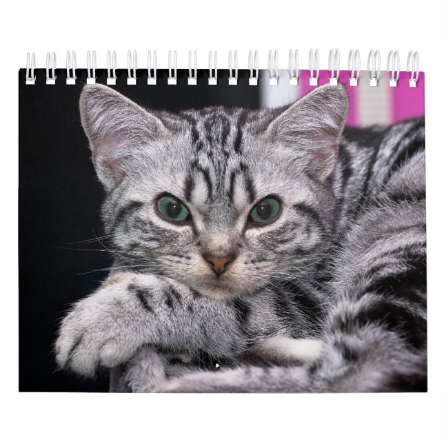 Calendario A Años De Fotografía De Gatito Cuto (Tapa)