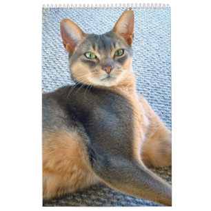 Calendario abisinio del gato (modifique cualquier
