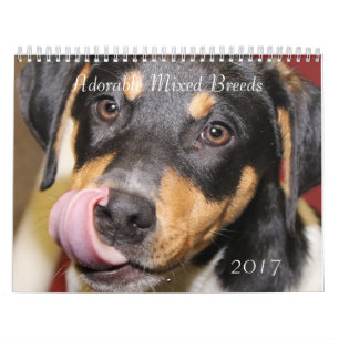 CALENDARIO ADORABLE DE PERROS DE CAMPO MIXTO 2017