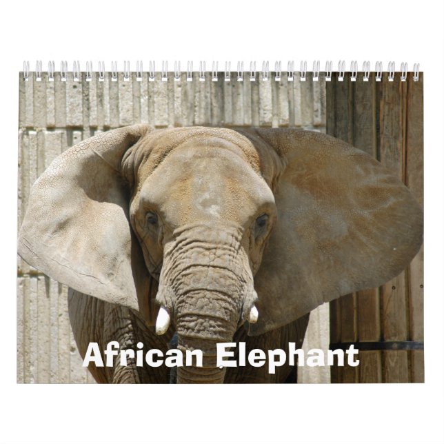 Calendario African_Elephant_005, elefante africano (Tapa)