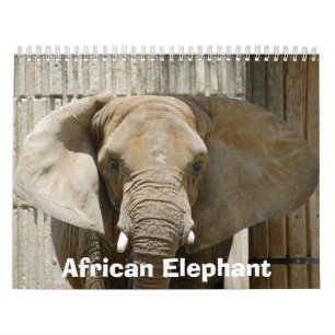 Calendario African_Elephant_005, elefante africano