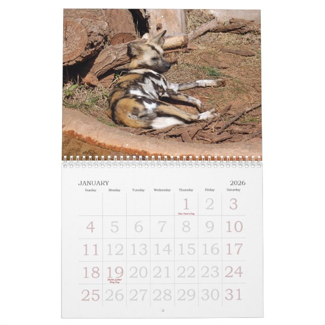 Calendario african-wild-dog-012, perro salvaje africano (Jan 2026)