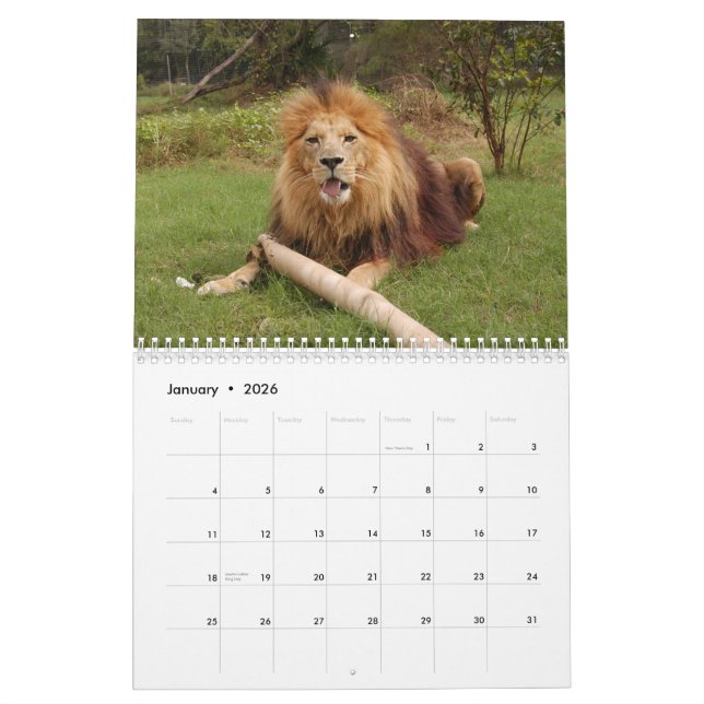 Calendario africano de los leones, león africano (Jan 2026)