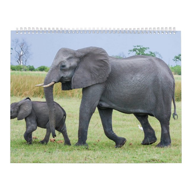 Calendario africano del safari (Tapa)