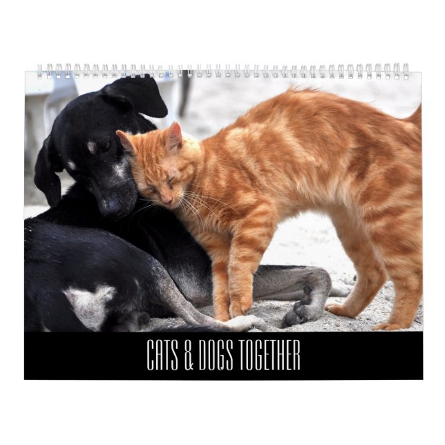 Calendario Amigos de gatos y perros juntos (Tapa)