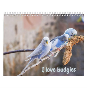 Calendario Amo los periquitos - instantáneas de los pequeños 