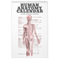 Anatomía humana Diagrama médico Ciencia de la Nove