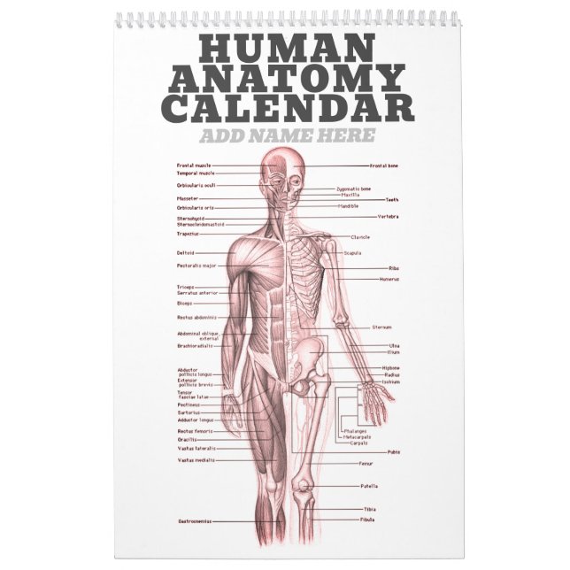 Calendario Anatomía humana Diagrama médico Ciencia de la Nove (Tapa)