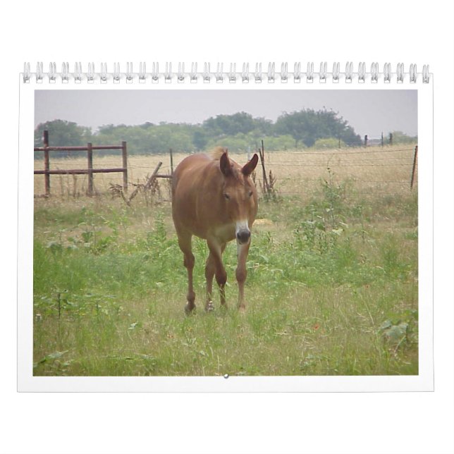 Calendario Animales Calander (Tapa)