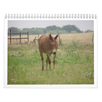 Calendario Animales Calander