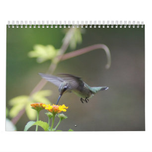 Calendario Año de los colibríes 'redondo